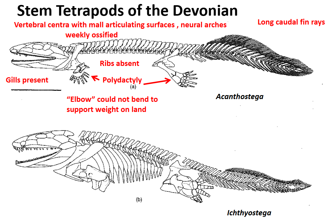 <p>Stem Tetrapods of the Devonian: Acanthostega</p>