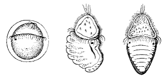 <p>small and pear shaped; ciliated larval stage of annelids (snails and clams) and mollusks (marine worms) and some sothers</p>