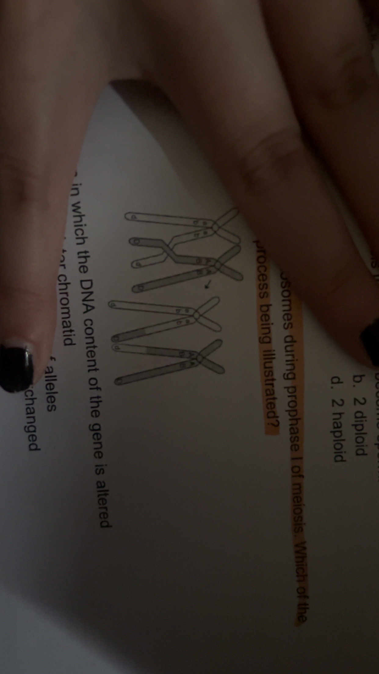 <p>The diagram below shows a homologous chromosomes during prophase l of Meiosis, what correctly describes the process being illustrated?</p>