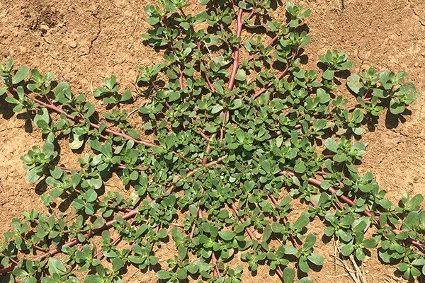 <p>A low-growing succulent with fleshy reddish or green stems and paddle-shaped leaves that forms mats and produces small yellow flowers.</p>