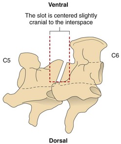 <p>Ventral slot</p>