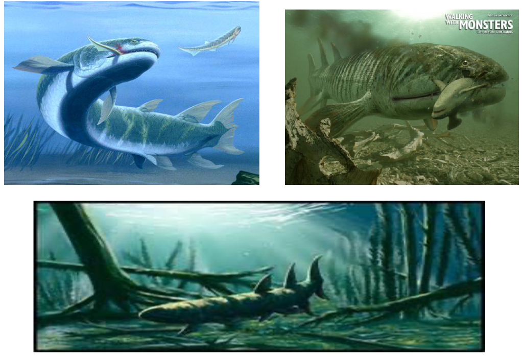 <p>Eusthenopteron (Order Osteolepiformes) Symplesiomorphic traits:</p>