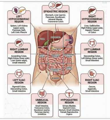 <p><span style="background-color: transparent;">What are the regions of the abdominopelvic cavity?</span></p>