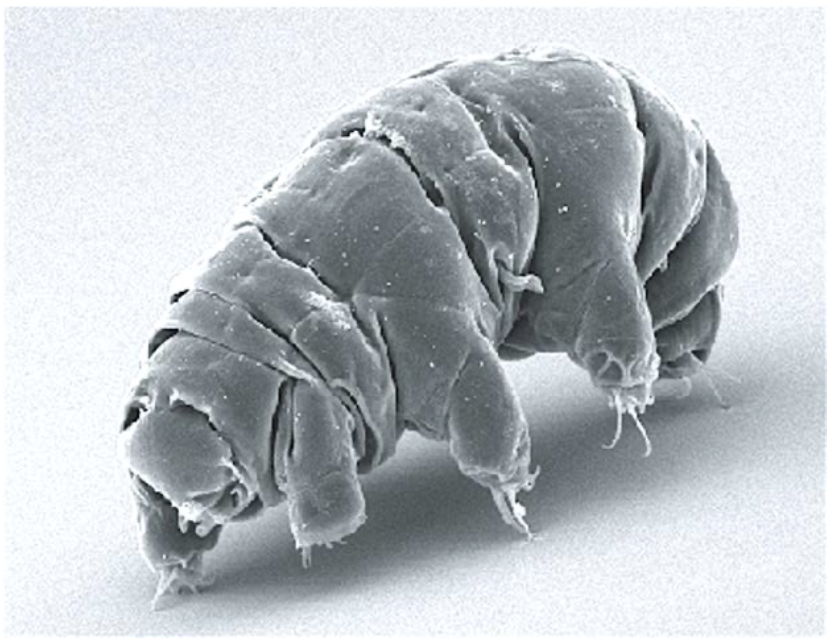 <p>(OpenStax Biology 2e Figure 28.35)</p><p>A microscopic tardigrade ("moss piglet" or "water bear") lives in a film of freshwater, and can survive dry spells in a desiccated state. Tardigrades are so strange, they have an entire phylum of their own. But like arthropods they have bilateral symmetry, cephalization, segmentation, and a cuticle that contains chitin and is periodically molted. Tardigrades are </p>
