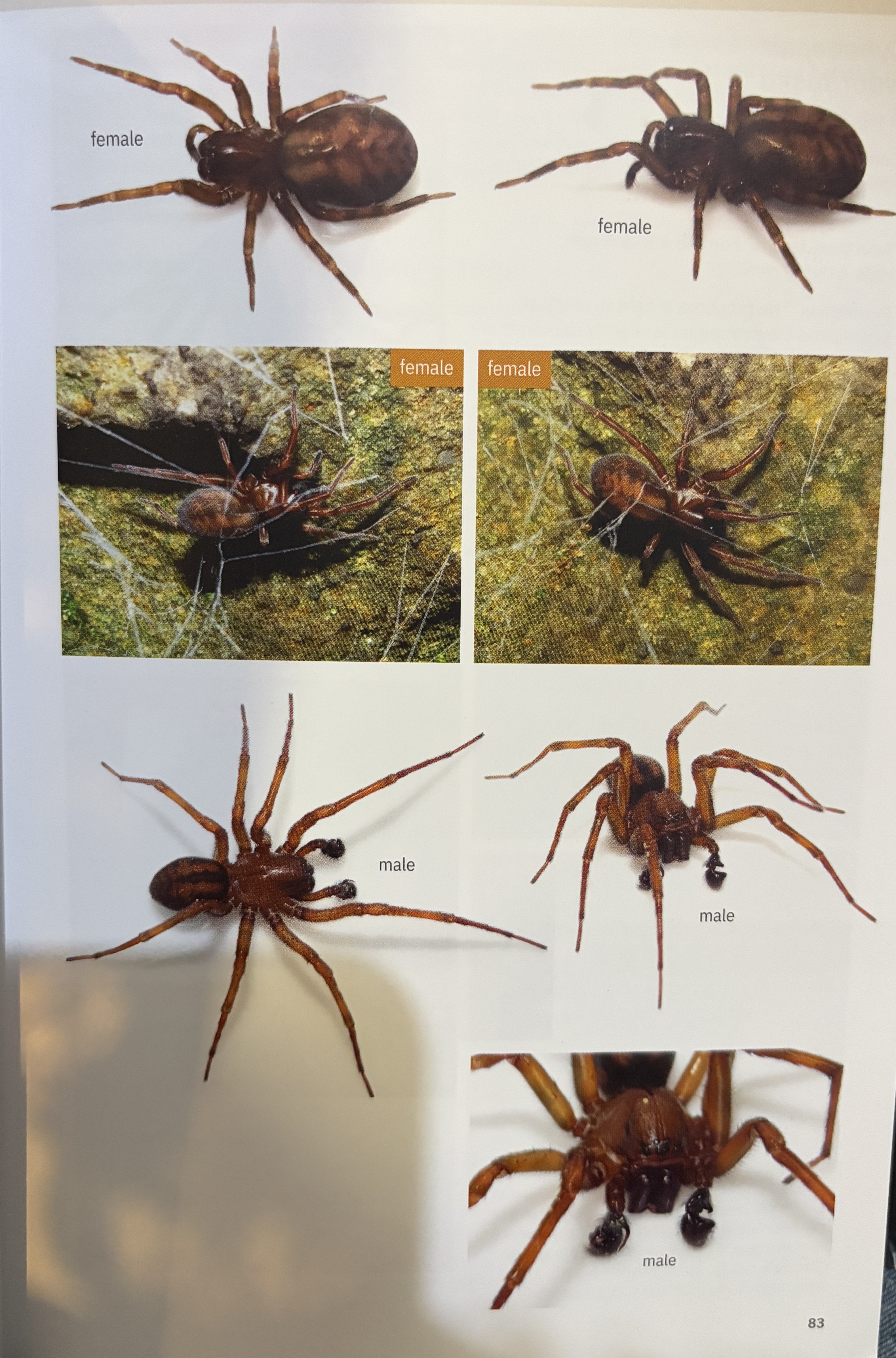 <p>Callobius bennetti</p><p>family: Amaurobiidae</p>