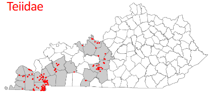 <p>Aspidoscelis sexlineatus</p>