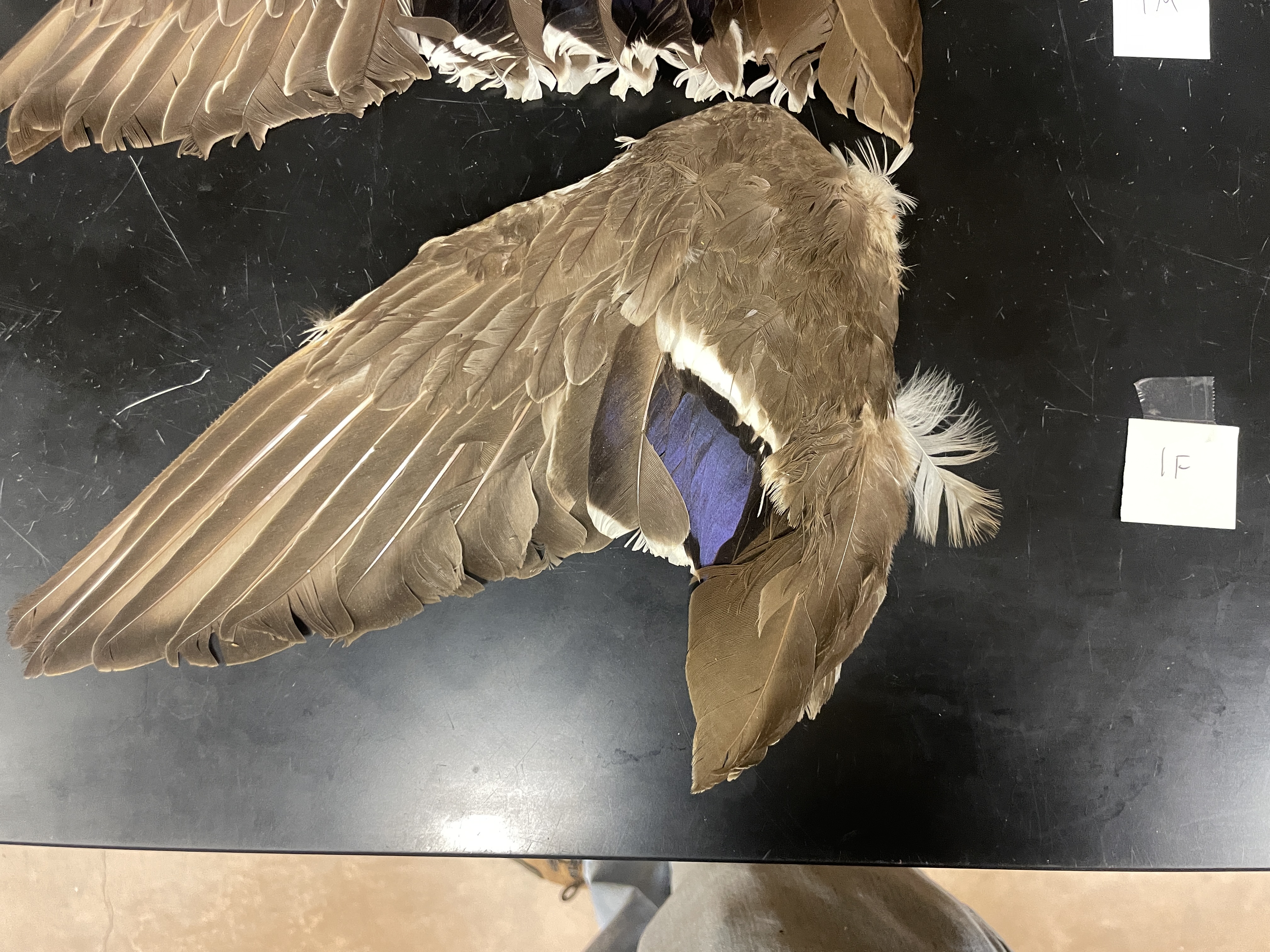 <p>immature female mallard</p><p>have thinner, more worn, and pointed outer primaries</p>