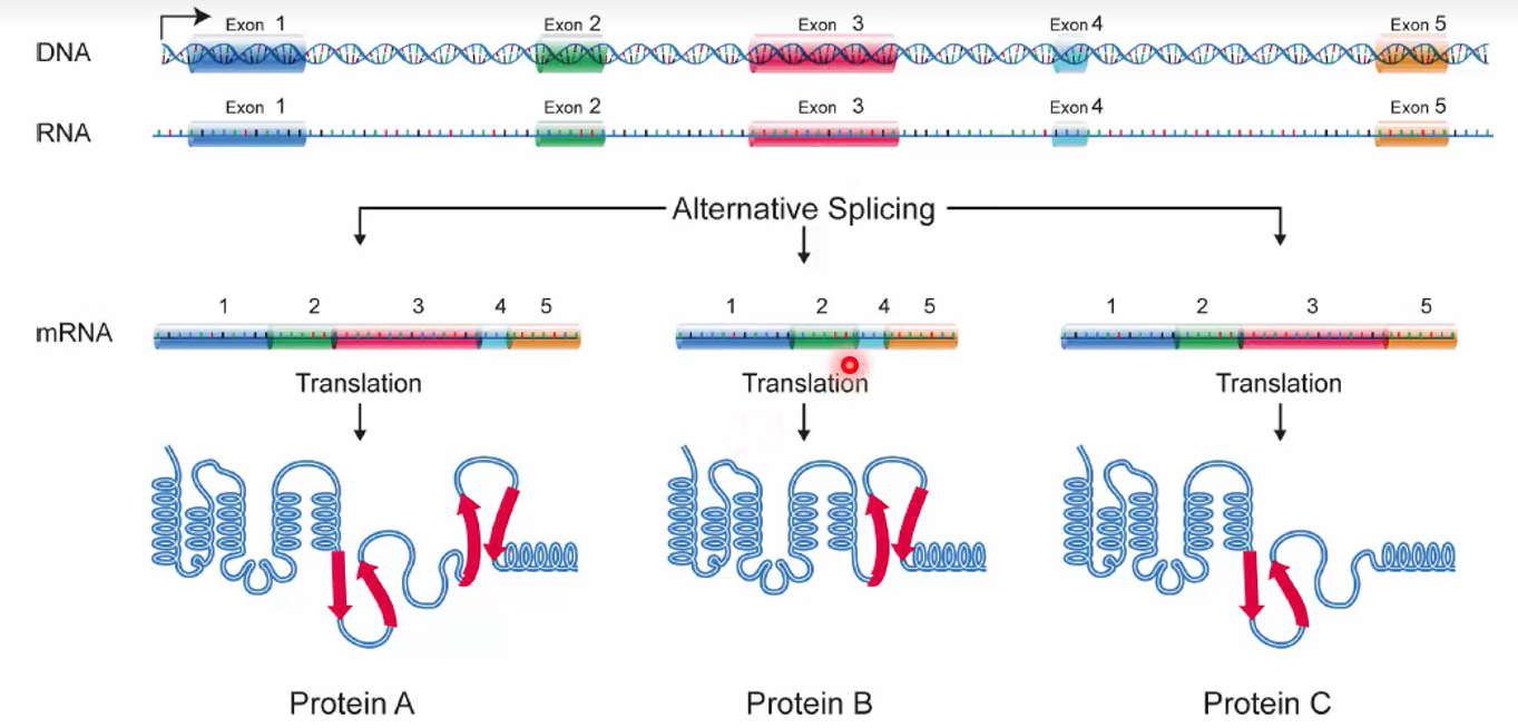 <p>multiple mRNA transcripts can be produced from a single gene (transcript variants/ isoforms) via alterative splicing </p><ul><li><p>basically different exons are incorporated to make different variants</p></li></ul><ul><li><p>this increases functional capacity of genes</p></li></ul><p></p>