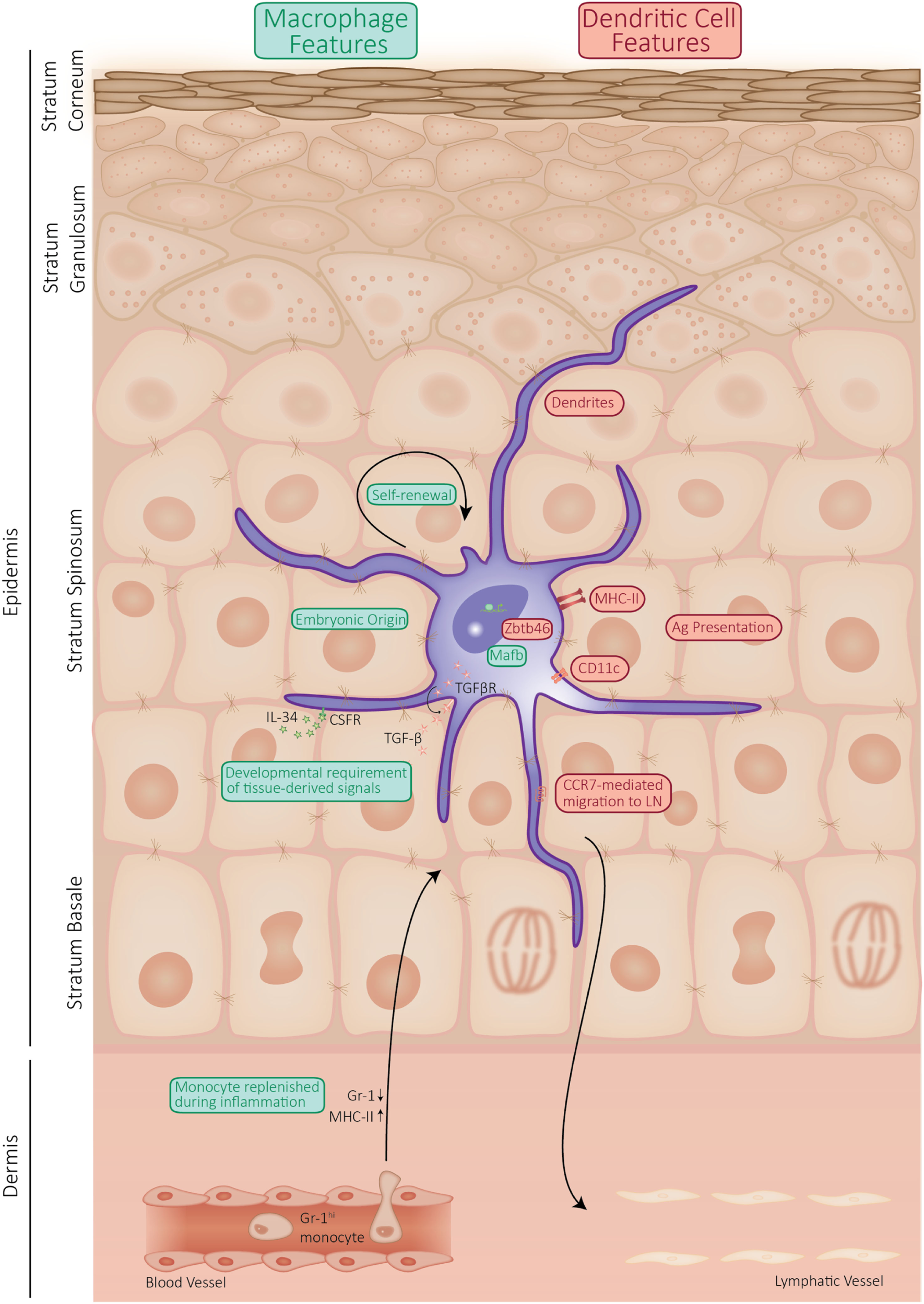 <p>Langerhan cells are also called…</p>