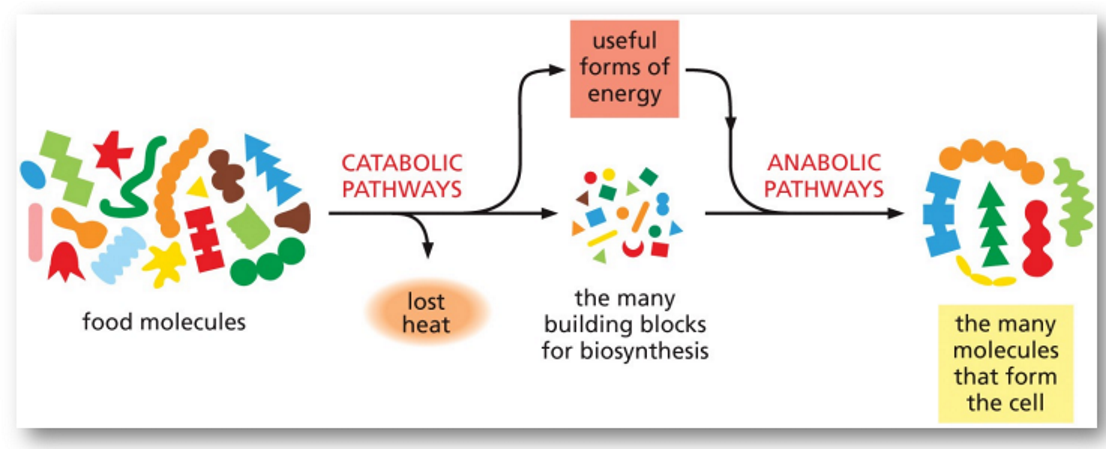 <p>catabolism</p>