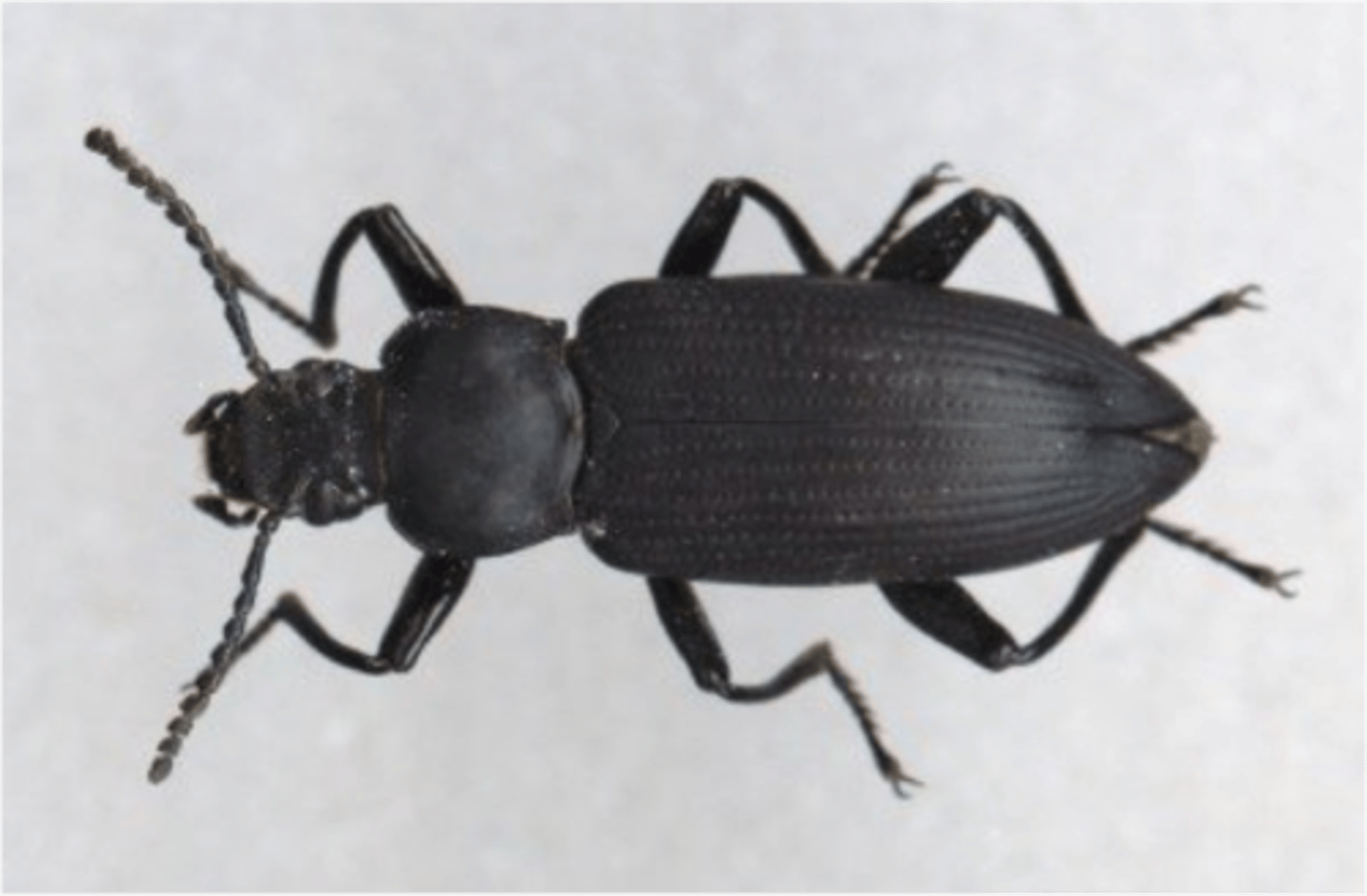 <p>the percentage of darker beetles increase in population due to larger survival rates to reproduce.</p>
