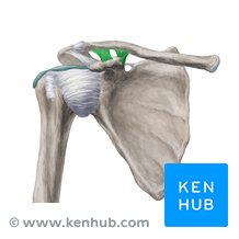 <p>What Shoulder Ligament?</p>