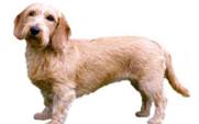 <p>welk type hond is dit</p>