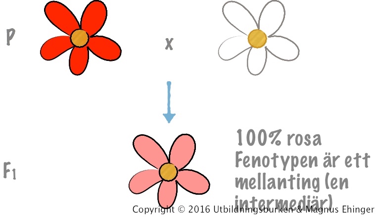 <p>När alleler för viss egenskap inte är helt dominanta/recessiva kan ett mellanting av egenskapen skapas </p>