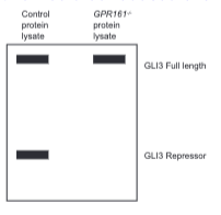 <p>You would see little to no GLI repression because GPR161 promotes the cleavage of full length GLI into repressor form (by stimulating PKA activity. This cartoon shows similar amounts of GLI3 FL but the actual levels of this would be reduced even though they would still be present).</p>