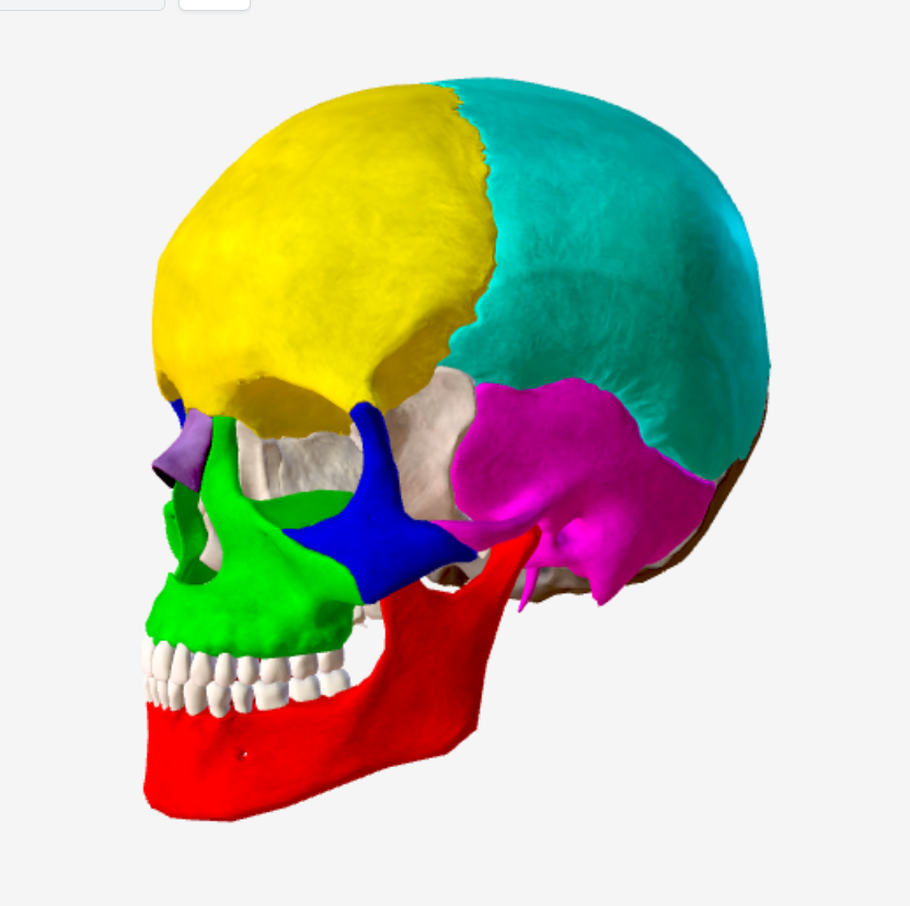<p>What is the Red Bone? </p>
