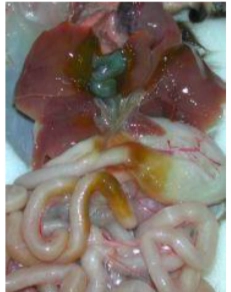 <p>What is this post mortem change called?</p>