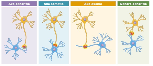 <p>axon connects to axon</p>