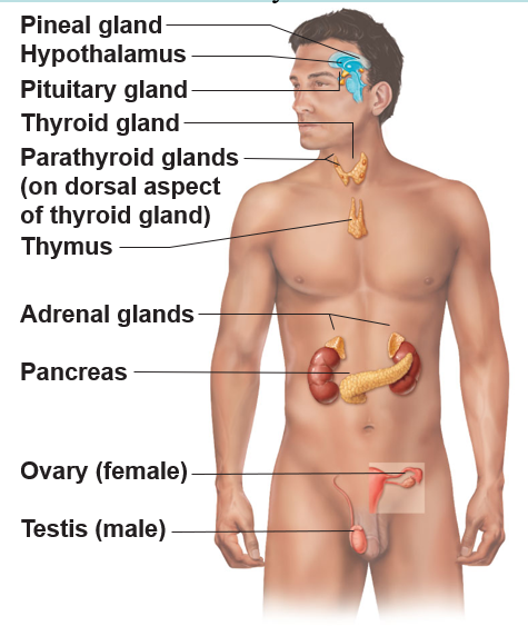 <p>pituitary, thyroid, parathyroid, adrenal, and pineal glands (OTHERS: hypothalamus, thymus, pancreas, ovaries (female), testes (males))</p>