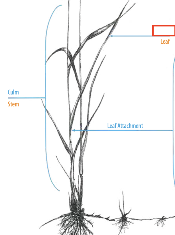 <ul><li><p><span><span>the flat, expanded part of a leaf that is primarily responsible for photosynthesis</span></span></p></li></ul><p></p>