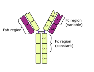 <ul><li><p>Mediates <span style="color: red;">hypersensitivity</span> (anaphylaxis) by binding to <span style="color: red;">mast cells and basophils</span>→ becomes <span style="color: red;">receptor for allergens</span>. Host defenses against parasites <span style="color: red;">(helminths)</span></p></li></ul><p></p>