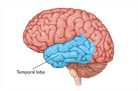 <p>temporal lobe </p>