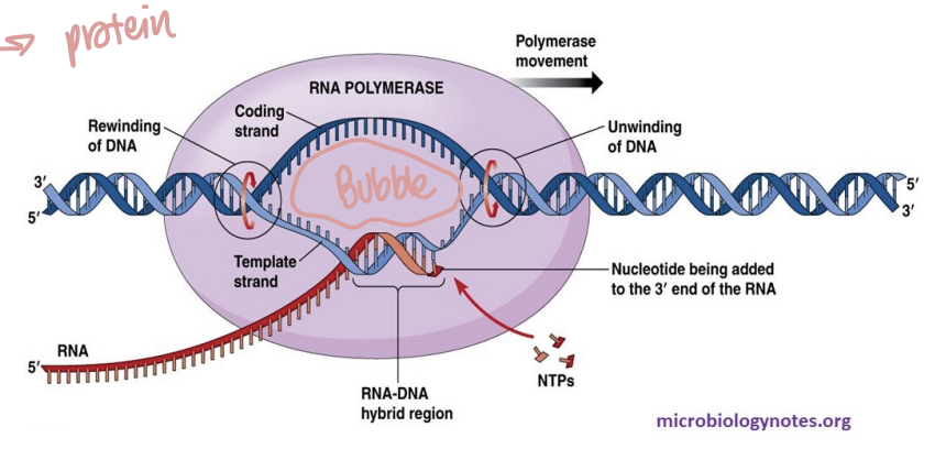 <p>During elongation, <strong>RNA polymerase locally unwinds DNA, reads the template DNA strand, synthesizes complementary RNA, and rewinds the DNA behind itself</strong>.</p><p>RNA polymerase:</p><ul><li><p>has helicase-like activity to open the strands</p></li><li><p>reads the template/antisense strand</p></li><li><p>synthesizes complementary sense mRNA</p></li><li><p>does <strong>not</strong> proofread </p></li><li><p>creates a temporary <strong>transcription bubble</strong></p></li></ul><p><span data-name="mag_right" data-type="emoji">🔎</span> <strong>What this means:</strong><br>A <strong>transcription bubble</strong> is the small region where DNA is temporarily opened so RNA polymerase can access the template strand.</p><p>Unlike DNA replication, the whole chromosome isn't being copied.</p><p>RNA polymerase opens only the local region it needs, makes RNA, and closes the DNA again behind itself.</p><p><span data-name="bulb" data-type="emoji">💡</span> <strong>Analogy:</strong><br>Imagine opening a zipper just a few inches at a time:</p><p>open ahead → read/copy → zip back up behind.</p>