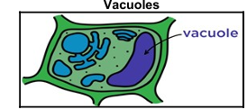 <ol start="129"><li><p>Vacuole</p></li></ol><p></p>