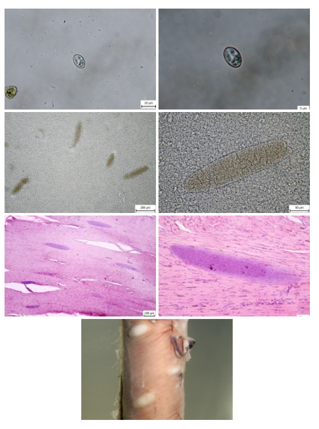 <p><strong>sarcocystis spp</strong>. - dogs/cats (DH) </p><p>MH: herbivores, omnivores, rodents, birds</p><p>DH: sporulated oocyst (2 sporocysts, 4 sporozoites), small, broadly oval shape, 2 thin shells, transparent/light gray. - picture is of sporulated oocysts in DH feces.</p><p>MH: muscle cysts (sarcocysts)</p><p>Location: SI</p><p>coccidia</p>