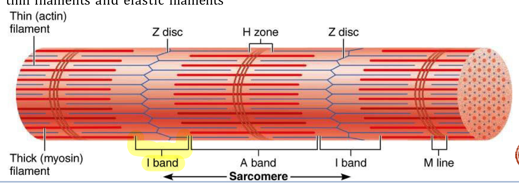 <p>Light bands of myofibrils that contain only thin (actin) filaments and no thick (myosin) filaments, located on either side of the A-band</p><ul><li><p>Also contains Z-disc</p></li></ul><p></p>