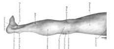 <p>une jambe</p>