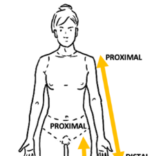 <p>closer to point of attachment of limb to trunk</p>