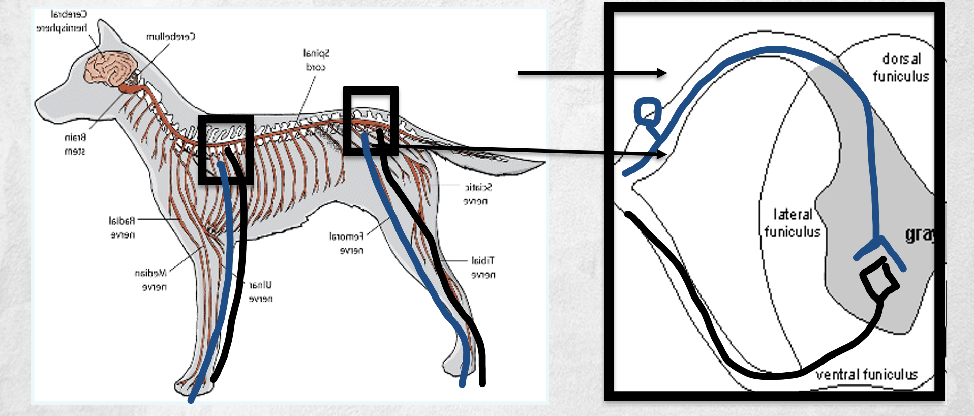 <p>What is this demonstrating? </p>