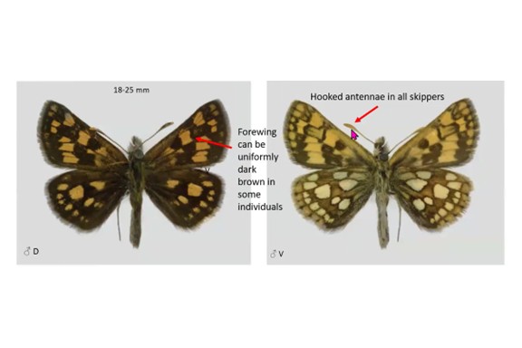 <p>18–25 mm; hooked antennae; forewing can appear uniformly dark brown in some individuals.</p>