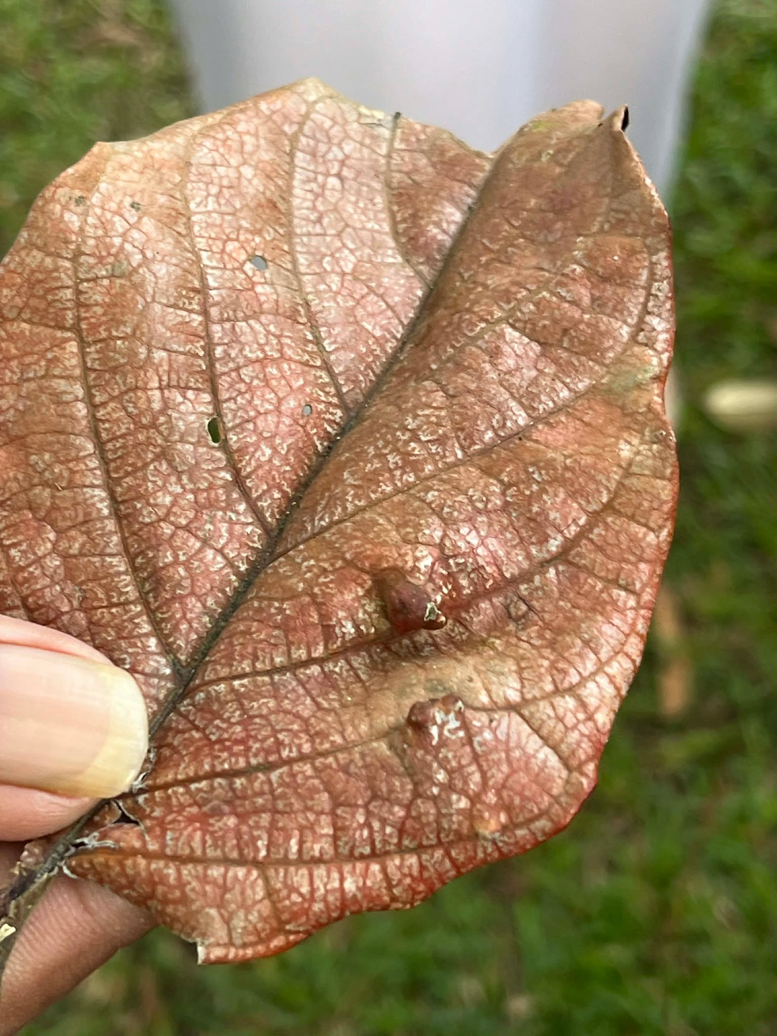 <p>Santol</p><p>Meliaceae</p><p>Tree</p><p>Sexual</p><p>Perennial</p>