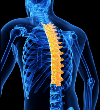 <p>The region of the spine consisting of twelve vertebrae located between the cervical and lumbar regions. These vertebrae support the ribcage and protect the upper body organs. </p>