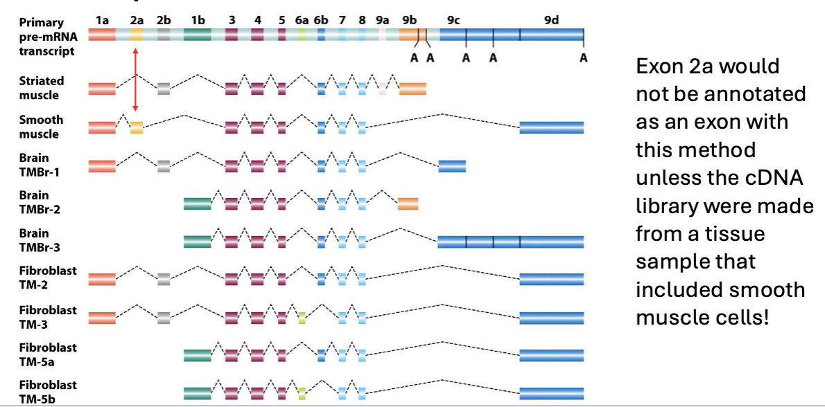 <p>Alternative splicing means that not all exons will be present in mature mRNAs</p>
