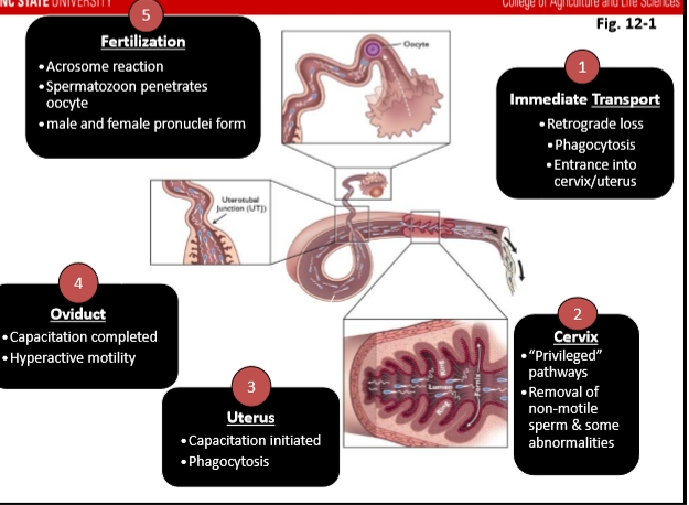 <p>Occurs at the <span><strong>ampulla–isthmus junction</strong></span>.</p><p>Steps:</p><ol type="1"><li><p><span><strong>Hyperactivated sperm reach the oocyte</strong></span></p></li><li><p><span><strong>Acrosome reaction occurs</strong></span></p></li></ol><ol type="1"><li><p><span>Sperm penetrates <strong>zona pellucida</strong></span></p></li><li><p><span>Sperm enters oocyte cytoplasm</span></p></li><li><p><span>Male + female pronuclei fuse → <strong>zygote</strong></span></p></li></ol><p></p>