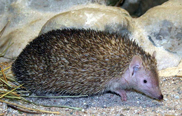 <p>Lesser Madagascar Hedgehog Tenrec </p>