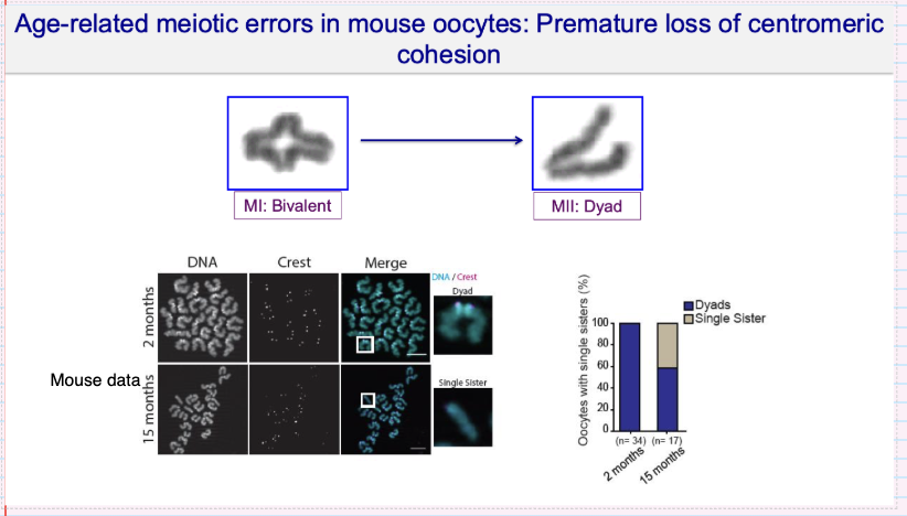 <p>What meiotic errors occur in aged oocytes due to loss of centromeric cohesion?</p><p></p>