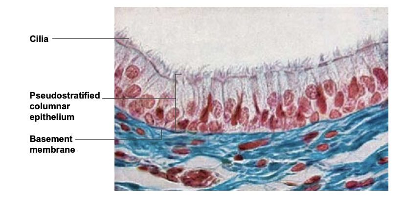 <ul><li><p>pseudostratified columnar</p></li><li><p>protection, movement (if cilliated)</p></li><li><p>1 layer of tall cells, but they are different heights, making it look multilayered</p></li><li><p>lining of respiratory tracts</p></li></ul><p></p>