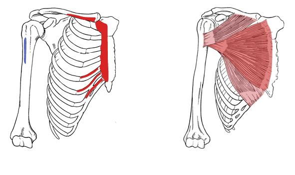 <p>Pectoralis Major</p>