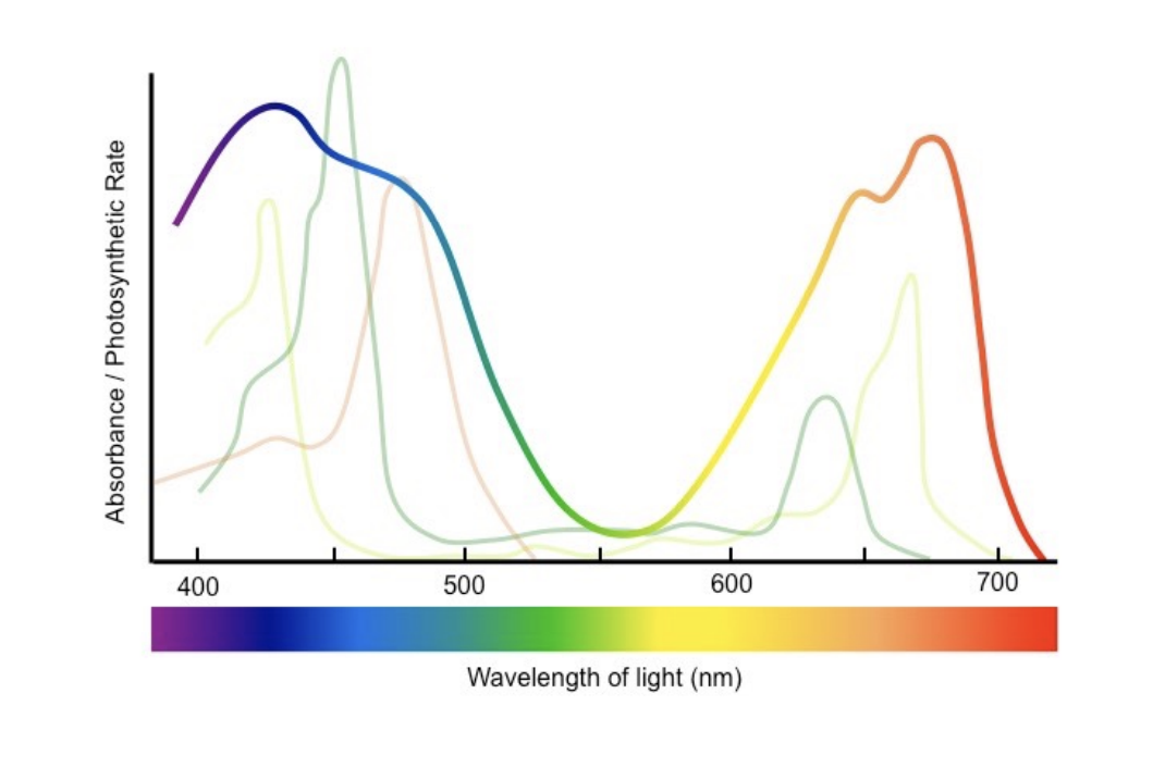 <p>Rate of photosynthesis at different wavelengths of light</p><p>Absorption and action <strong>close correlation</strong></p><p>Suggest wavelengths absorbed by pigments used for photosynthesis</p>