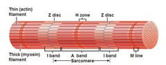 <p>- Thin filaments only, attached to Z Disc</p>