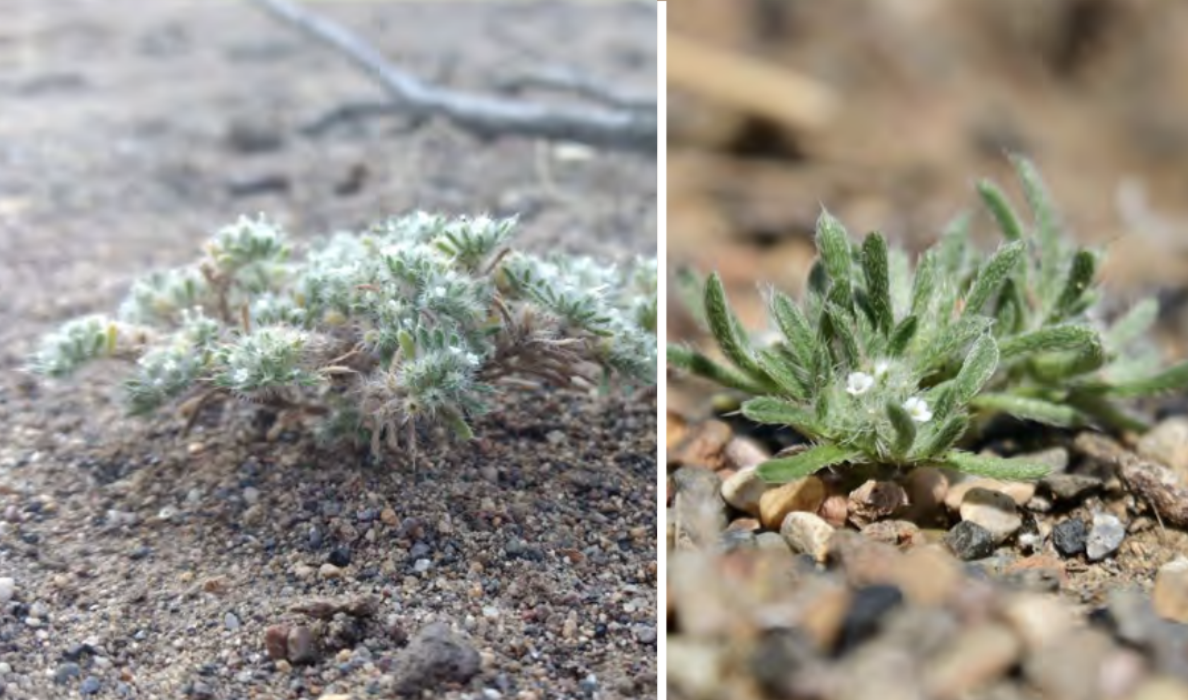 <ul><li><p>Cushion cryptantha</p></li><li><p>Forget-me-not family</p></li></ul><p></p>