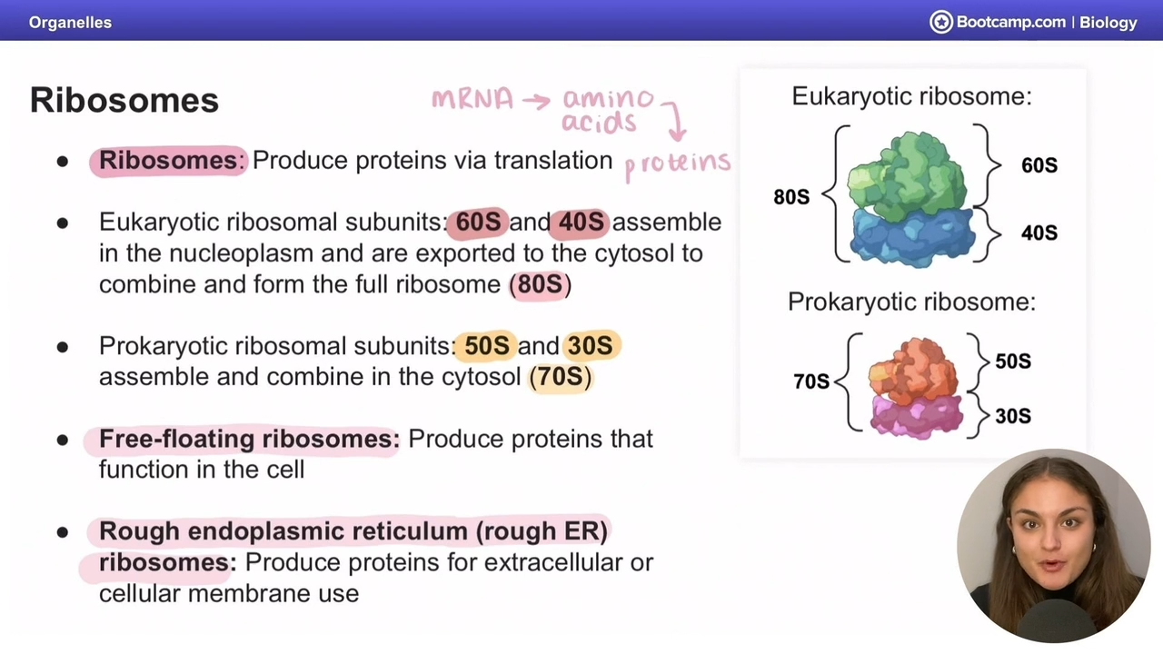 <p>60S and 40S form to create 80S</p>