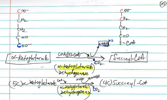 <p>α-ketoglutarate → succinyl-CoA is catalyzed by <strong>_____</strong>, converting 5-carbon α-ketoglutarate to 4-carbon succinyl-CoA, releasing a second CO₂ <span style="color: rgb(229, 83, 83);">and producing NADH</span>.</p>
