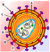 <p><span style="line-height: 16.866667px;">Which part(s) of the virus come(s) only from the host cell?</span></p>