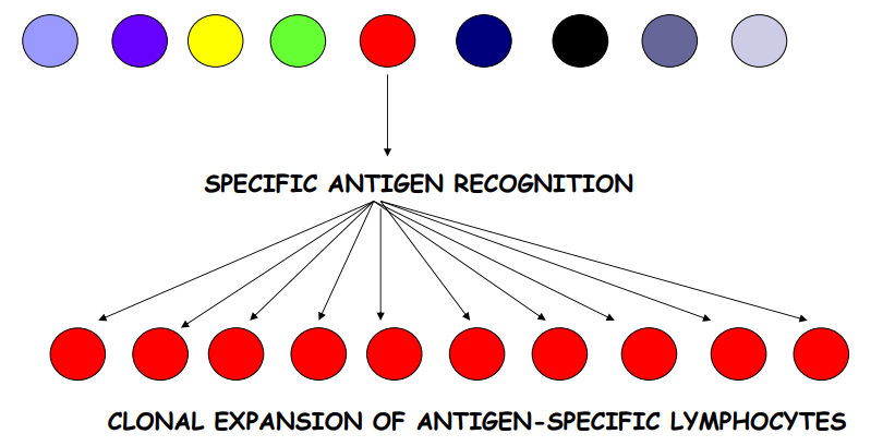 <p>- Each B cell expresses a specific B cell receptor on the surface membrane </p><p>- This receptor can be secreted as antibody or immunoglobin </p><p>- Any particular B cell clone will only express antibody of one specificity </p><p>- The overall B cell population within an individual will be very diverse </p><p>- Antigen only binds to specific B cell </p><p>- This cline proliferates (expands)-- expanded clones differentiate into Memory B cells and antibody secreting Plasma cells hence lag time </p><p>- Result-- large amount of antibody secreted specific for selecting antigen</p>