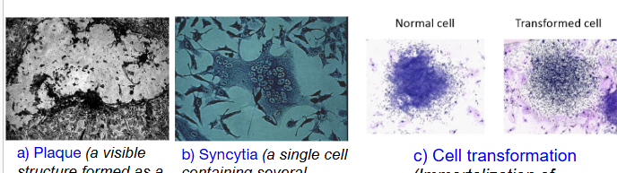 <ol><li><p>Plaque: <span style="background-color: transparent;"><em>a visible structure formed as a result of virus-mediated cell destruction</em></span></p></li><li><p><span style="background-color: transparent; font-family: "Helvetica Neue", sans-serif;">Syncytia: </span><span style="background-color: transparent;"><em>a single cell containing several nuclei, formed by fusion of cells or by division of nuclei</em></span></p></li></ol><ol start="3"><li><p><span style="background-color: transparent; font-family: "Helvetica Neue", sans-serif;">Cell Transformation: </span><span style="background-color: transparent;"><em>Immortalization of cells in culture</em></span></p></li></ol><p></p>